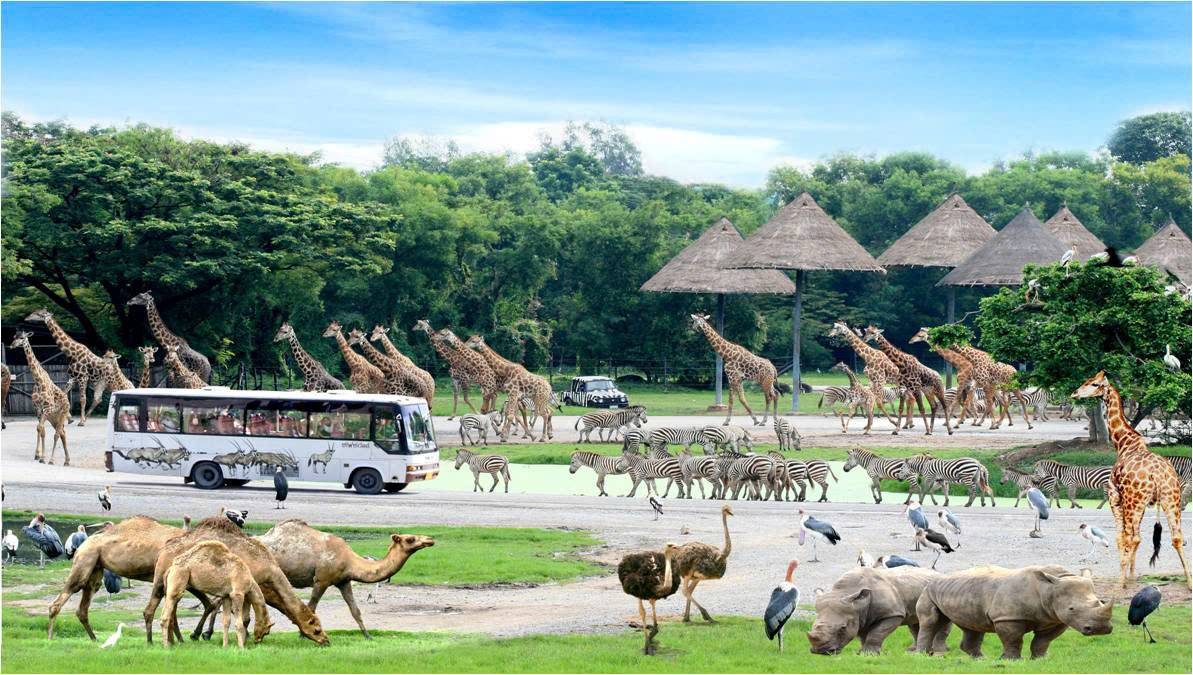 TOUR THÁI LAN 5N4Đ | SAFARI WORLD – HẢI ÂU TRẮNG – CAFE VÀNG – KOH LARN – BUFFET BAIYOKE – SHOW ĐỈNH PATTAYA-7