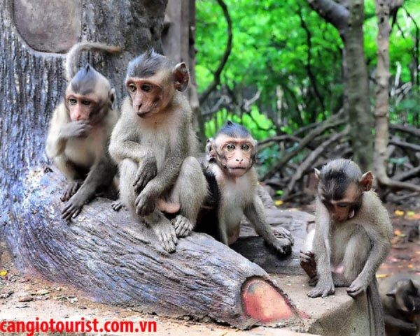 TOUR NGOẠI KHÓA CẦN GIỜ 1 NGÀY | RỪNG SÁC – ĐẢO KHỈ – LĂNG ÔNG THỦY TƯỚNG-1
